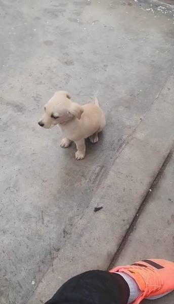 Homem adota cachorra abandonada pelo vizinho homem-adota-cachorra-abandonada-pelo-vizinho
