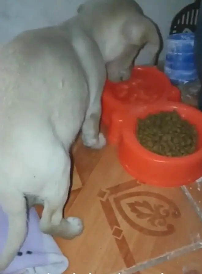 Homem adota cachorra abandonada pelo vizinho homem-adota-cachorra-abandonada-pelo-vizinho