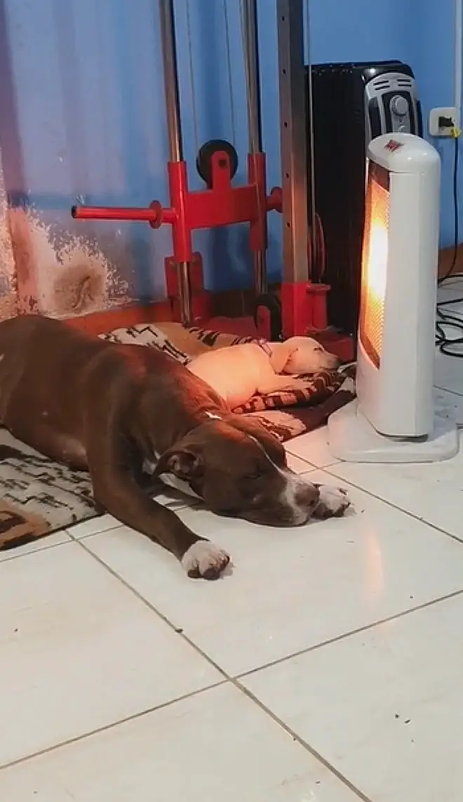 Homem adota cachorra abandonada pelo vizinho homem-adota-cachorra-abandonada-pelo-vizinho