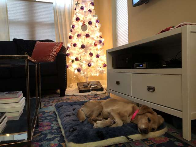 Ao acordar, homem encontra cachorro desconhecido na sala de estar homem-encontra-cachorro-desconhecido-na-sala-de-estar