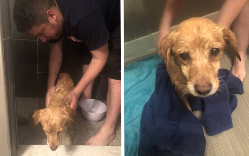 Ao acordar, homem encontra cachorro desconhecido na sala de estar homem-encontra-cachorro-desconhecido-na-sala-de-estar