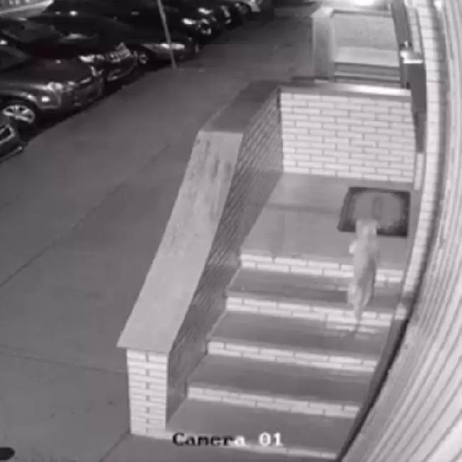Ao acordar, homem encontra cachorro desconhecido na sala de estar homem-encontra-cachorro-desconhecido-na-sala-de-estar