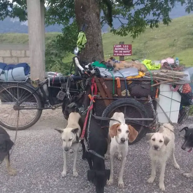 Homem viaja pelo país de bicicleta para resgatar cães abandonados homem-viaja-pelo-pais-para-resgatar-caes