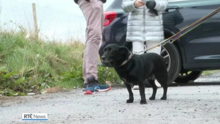 Idosa chora de emoção ao rever o cachorro depois de ser separada pela guerra idosa-chora-de-emocao-ao-rever-o-cachorro