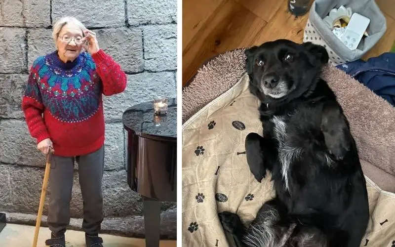 Idosa chora de emoção ao rever o cachorro depois de ser separada pela guerra idosa-chora-de-emocao-ao-rever-o-cachorro