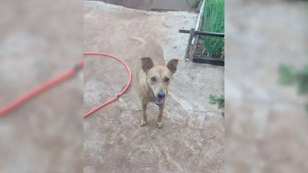 Idoso visita canil e acaba adotando uma cachorra que esperava há 4 anos idoso-visita-canil-e-acaba-adotando-uma-cachorra