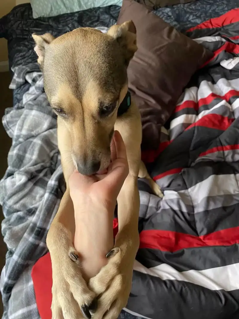 Mulher faz tatuagem em memória do cachorro adotado mulher-faz-tatuagem-em-memoria-do-cachorro-adorado