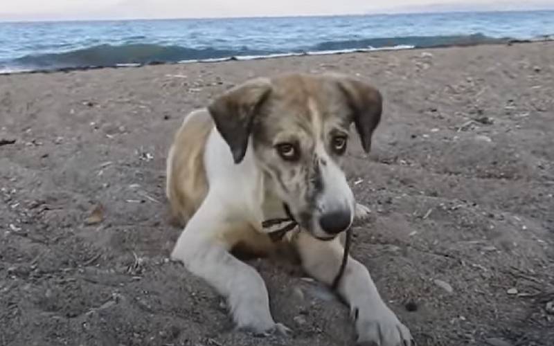 mulher-resgata-cachorra-encontrada-na-praia