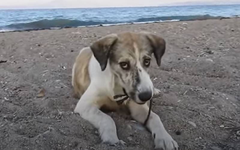 Mulher resgata cachorra solitária encontrada na praia mulher-resgata-cachorra-encontrada-na-praia