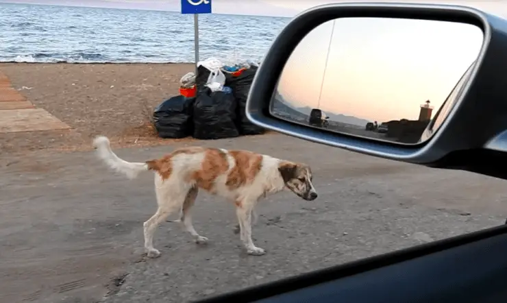 Mulher resgata cachorra solitária encontrada na praia mulher-resgata-cachorra-encontrada-na-praia
