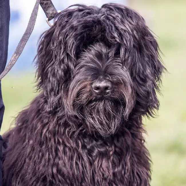 Mulher viaja 900 km para devolver cachorro perdido mulher-viaja-900-km-para-devolver-cachorro-perdido