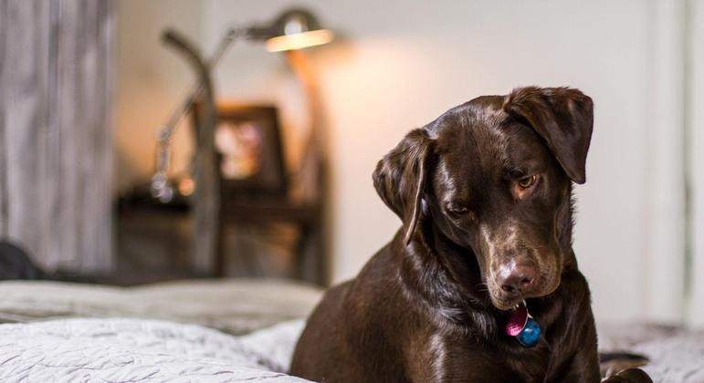 Homem cancela casamento por causa da negligência da noiva com o cachorro do casal noivo-cancela-casamento-por-causa-da-negligencia-da-noiva-com-o-cachorro-do-casal