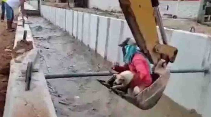 Operários usam retroescavadeira e salvam cachorra de afogamento operarios-salvam-cachorra-de-afogamento