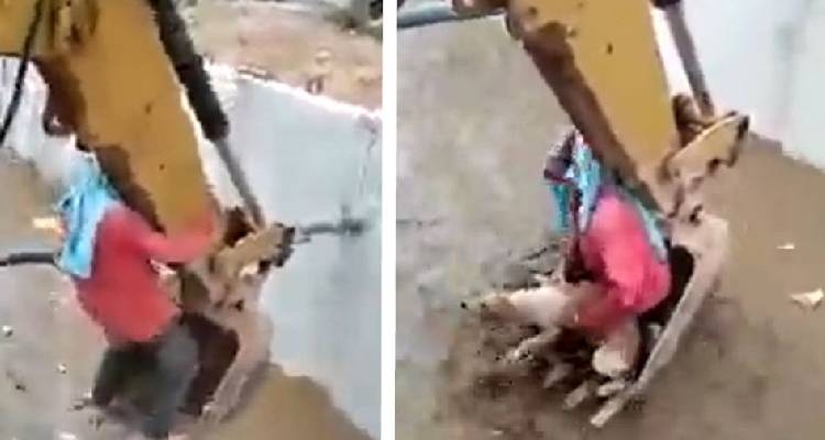 Operários usam retroescavadeira e salvam cachorra de afogamento operarios-salvam-cachorra-de-afogamento