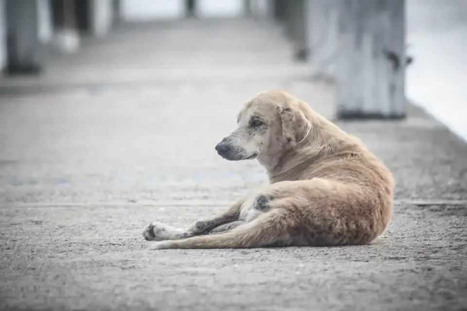 Pet Shop is setting an example by letting water and food leave the electrolytes A pet store that provides water and feed for street animals