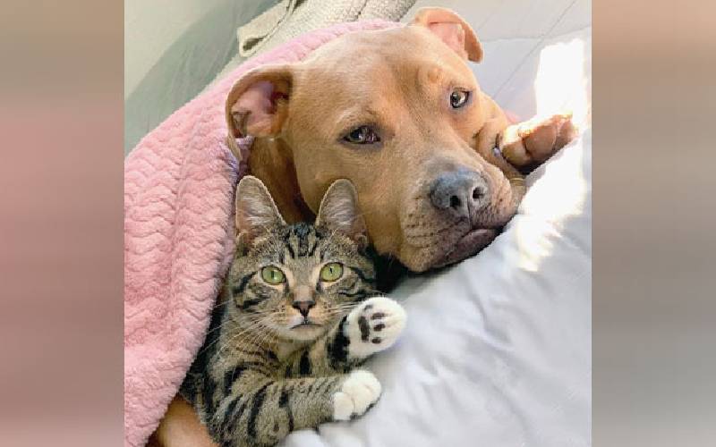 Pitbull adotado se apaixona pelo gato da família pitbull-adotado-se-apaixona-pelo-gato-da-familia