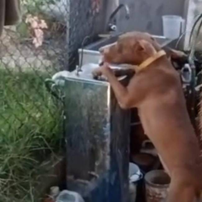 pitbull-aprende-a-tomar-agua-no-bebedouro