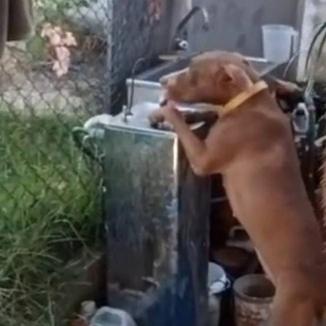 Pitbull aprende a tomar água no bebedouro para humanos pitbull-aprende-a-tomar-agua-no-bebedouro