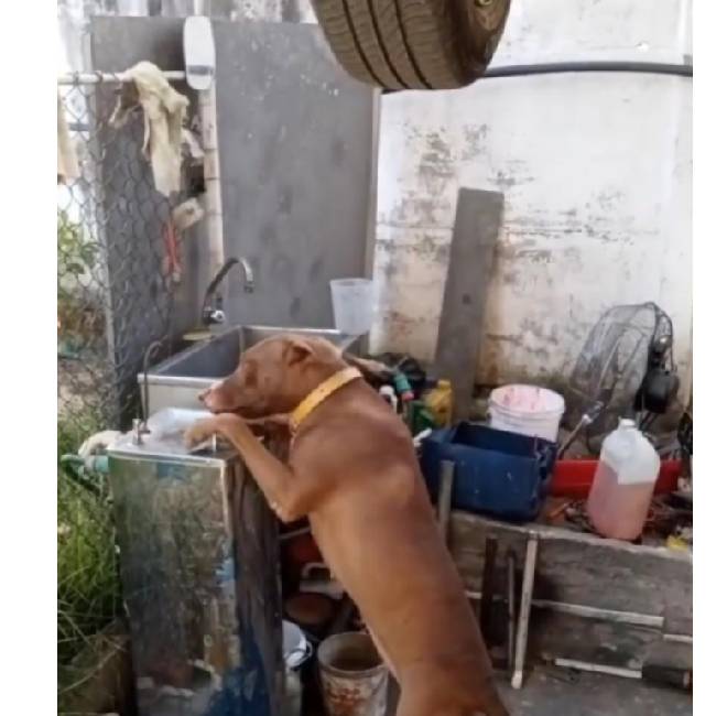 Pitbull aprende a tomar água no bebedouro para humanos pitbull-aprende-a-tomar-agua-no-bebedouro