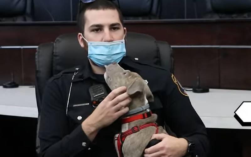 Policial resgata, salva e adota filhote de pitbull pitbull-e-resgatado-por-policial-e-ganha-uma-casa-nova
