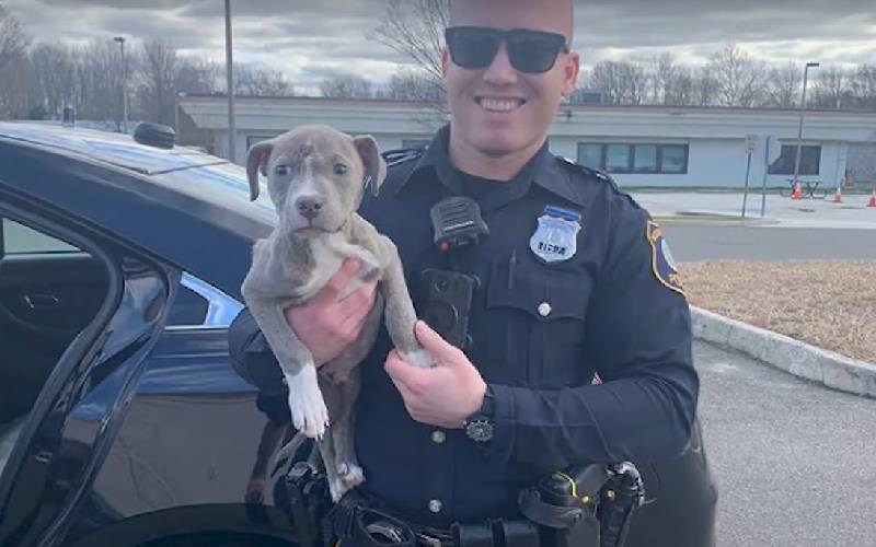Policial resgata, salva e adota filhote de pitbull pitbull-e-resgatado-por-policial-e-ganha-uma-casa-nova