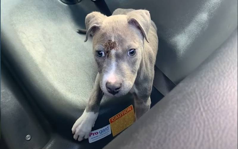 Policial resgata, salva e adota filhote de pitbull pitbull-e-resgatado-por-policial-e-ganha-uma-casa-nova