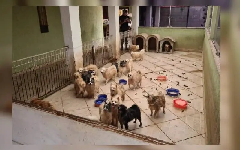 Polícia resgata mais de 100 cães em canil clandestino policia-resgata-mais-de-100-caes-em-canil-clandestino