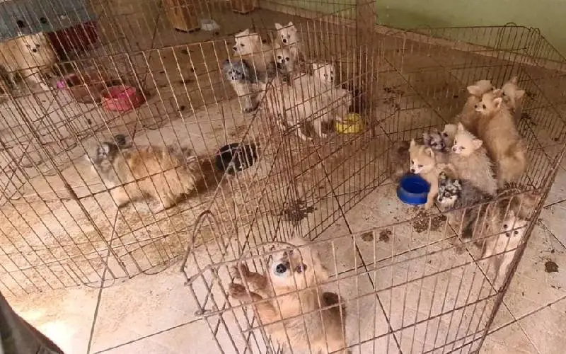 Polícia resgata mais de 100 cães em canil clandestino policia-resgata-mais-de-100-caes-em-canil-clandestino