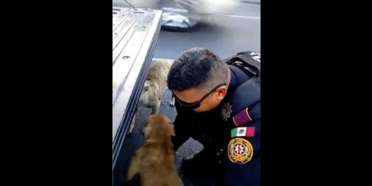 Policial salva cachorros que estavam prestes a ser atropelados policial-salva-cachorros-que-estavam-prestes-a-ser-atropelados