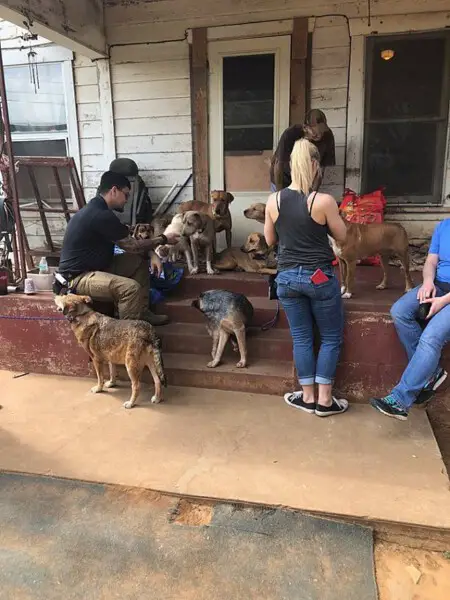 O último desejo deste idoso foi encontrar lares para os 27 cães adotados ultimo-desejo-deste-homem-foi-encontrar-lares-para-os-caes-adotados