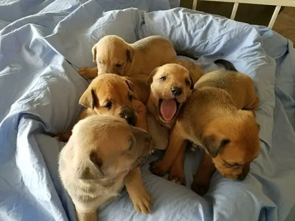 O último desejo deste idoso foi encontrar lares para os 27 cães adotados ultimo-desejo-deste-homem-foi-encontrar-lares-para-os-caes-adotados