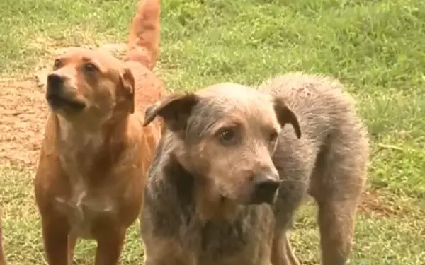 O último desejo deste idoso foi encontrar lares para os 27 cães adotados ultimo-desejo-deste-homem-foi-encontrar-lares-para-os-caes-adotados