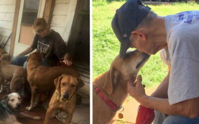 O último desejo deste idoso foi encontrar lares para os 27 cães adotados
