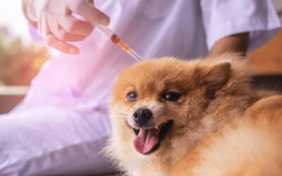 Vacinas: quantas e quais os cachorros precisam tomar?