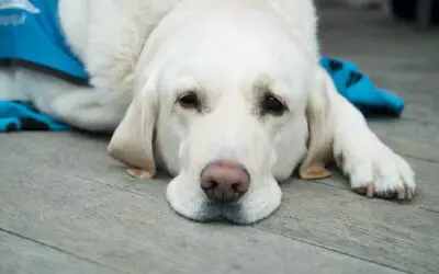 vale-a-pena-fazer-plano-de-saude-para-cachorro