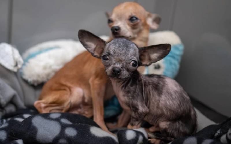 Veterinário polonês vai à Ucrânia ajudar a salvar cachorros veterinario-polones-vai-a-Ucrania-ajudar-cachorros