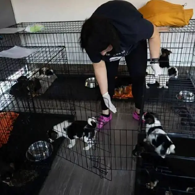 Veterinário polonês vai à Ucrânia ajudar a salvar cachorros veterinario-polones-vai-a-Ucrania-ajudar-cachorros