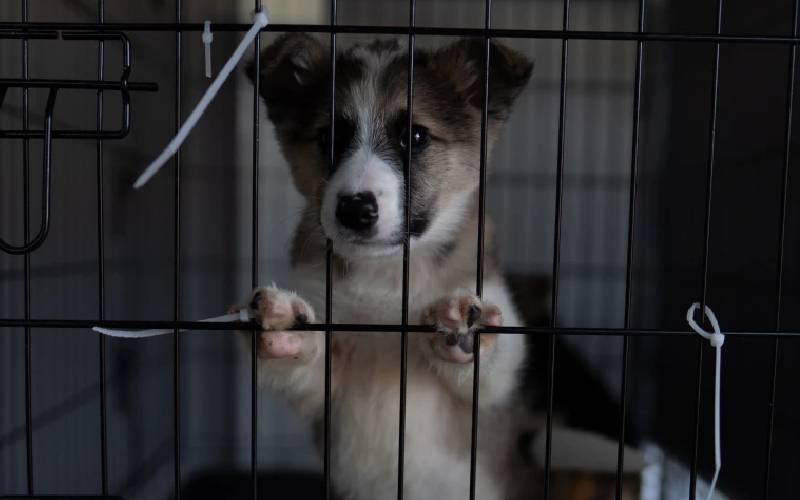 Veterinário polonês vai à Ucrânia ajudar a salvar cachorros veterinario-polones-vai-a-Ucrania-ajudar-cachorros