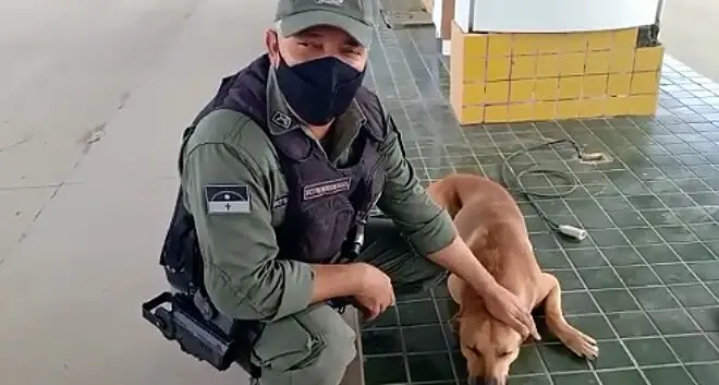 Vira-lata caramelo pede carinho para um policial vira-lata-caramelo-pede-carinho-para-um-policial