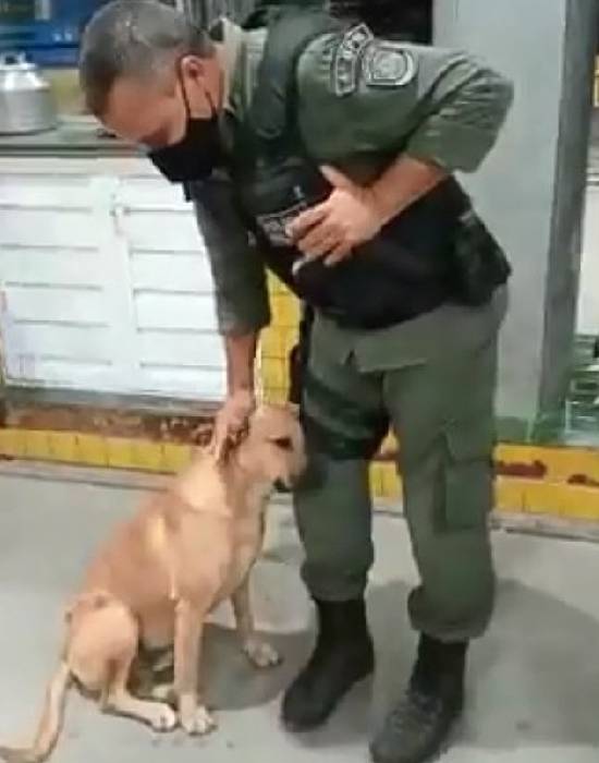 Vira-lata caramelo pede carinho para um policial vira-lata-caramelo-pede-carinho-para-um-policial