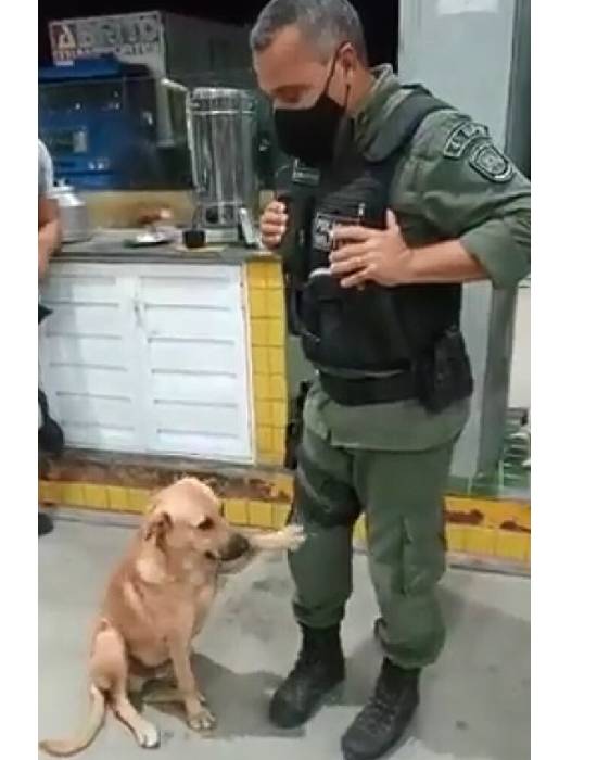 Vira-lata caramelo pede carinho para um policial vira-lata-caramelo-pede-carinho-para-um-policial
