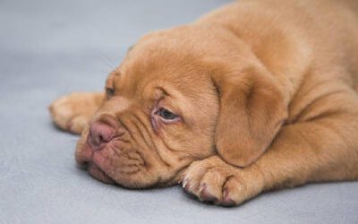 12 erros que encurtam o tempo de vida dos cachorros