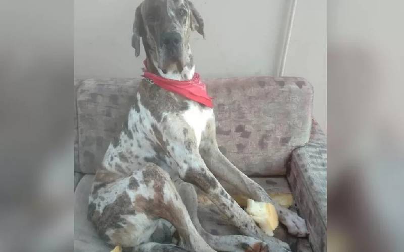 Cachorro no Brasil pode ganhar o título de maior do mundo cachorro-maior-que-Zeus-faz-sucesso-no-interior-paulista