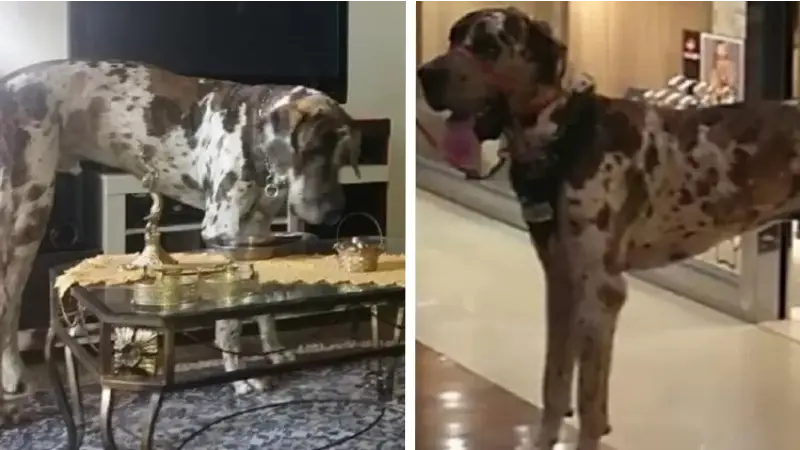 Cachorro no Brasil pode ganhar o título de maior do mundo cachorro-maior-que-Zeus-faz-sucesso-no-interior-paulista