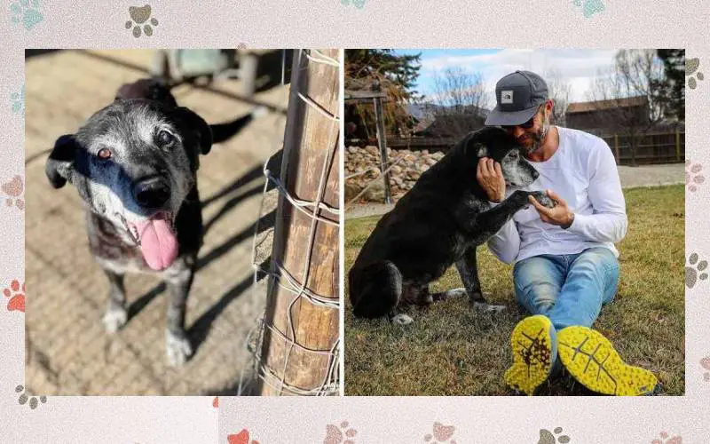 Homem adota cachorro de 16 anos e garante que serão seus melhores últimos dias cachorro-idoso-renasce-ao-ser-adotado