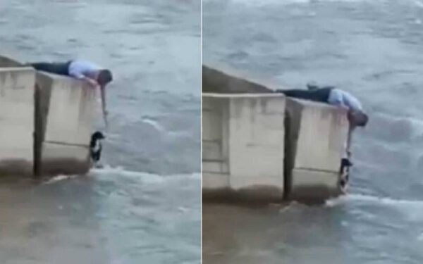 Homem deixa casamento para salvar cachorro se afogando em rio