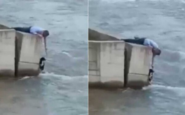 Homem deixa casamento para salvar cachorro se afogando em rio Homem deixa casamento para salvar cachorro se afogando em rio