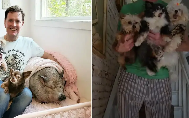 Homem divide a própria cama com nove cães que foram resgatados homem-divide-a-propria-cama-com-nove-caes