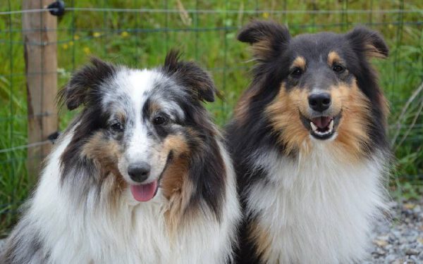 Por que cachorros ficam grudados quando cruzam?