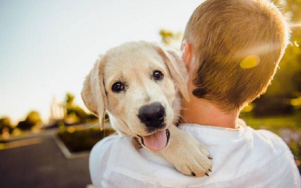 Saiba o motivo do seu cachorro te seguir por todos os lugares
